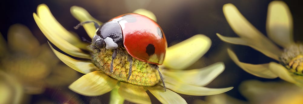 ladybug journey zbrush nicolas delille