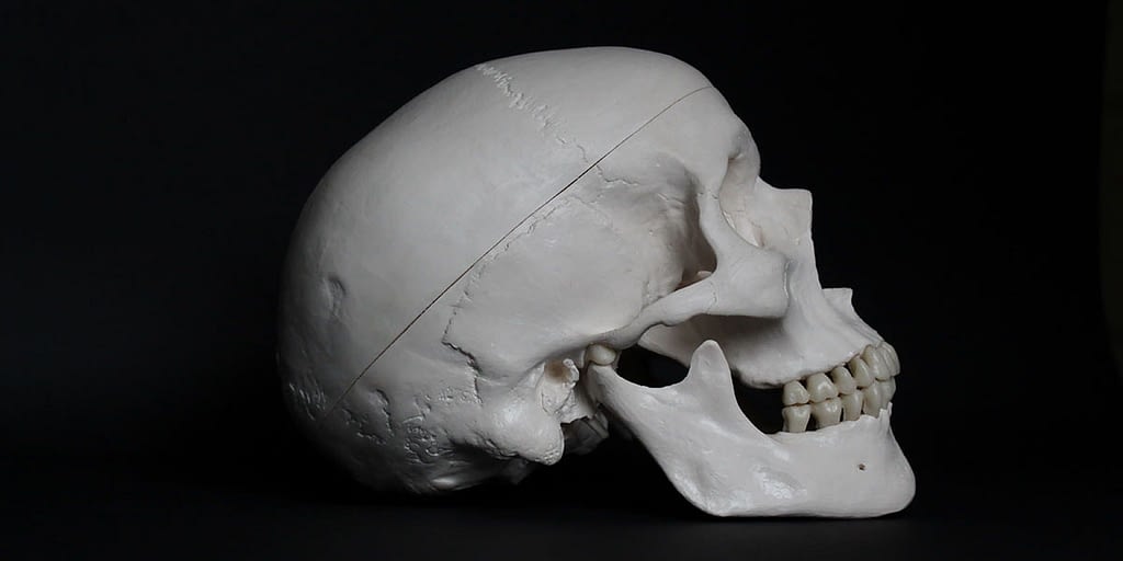 human skull on a black background
