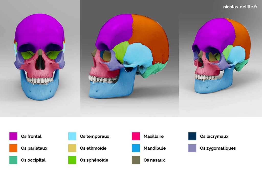 La liste des os du crâne humain - Boîte crânienne et face